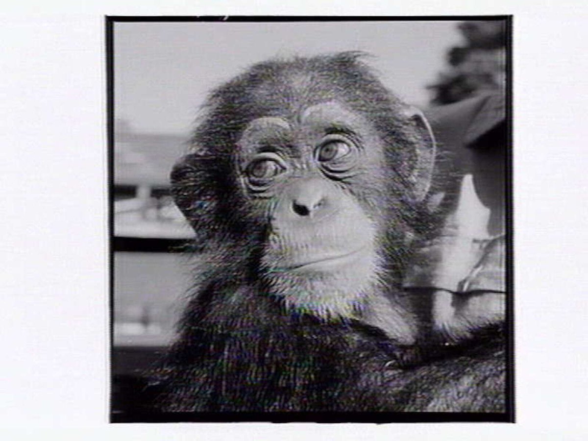 Monkey at the Melbourne Zoo, Parkville (1953)