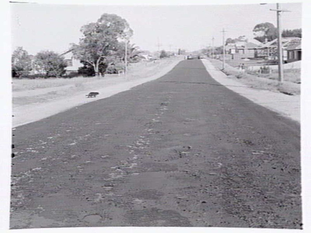 Roadmaking by Albion Quarrying P/L, showing machine laying asphalt and section of road in Heidelberg yet to be resurfaced (1950)