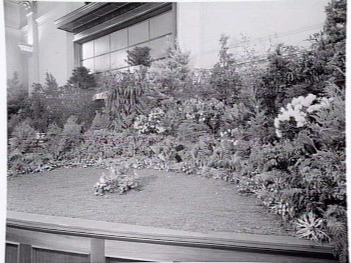 South Melbourne Town Hall interior, decorated with plants, Melbourne City (c. 1952)