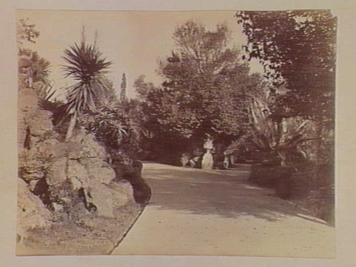 View along pathway, Botanical Gardens, Melbourne, Melbourne City (c. 1890)