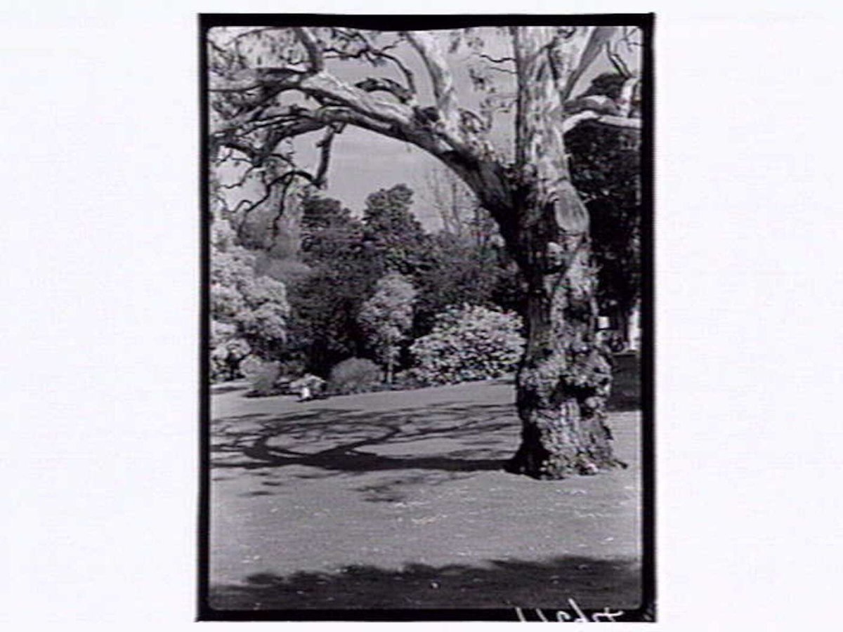 Botanic Gardens Melbourne, Melbourne City (1946)