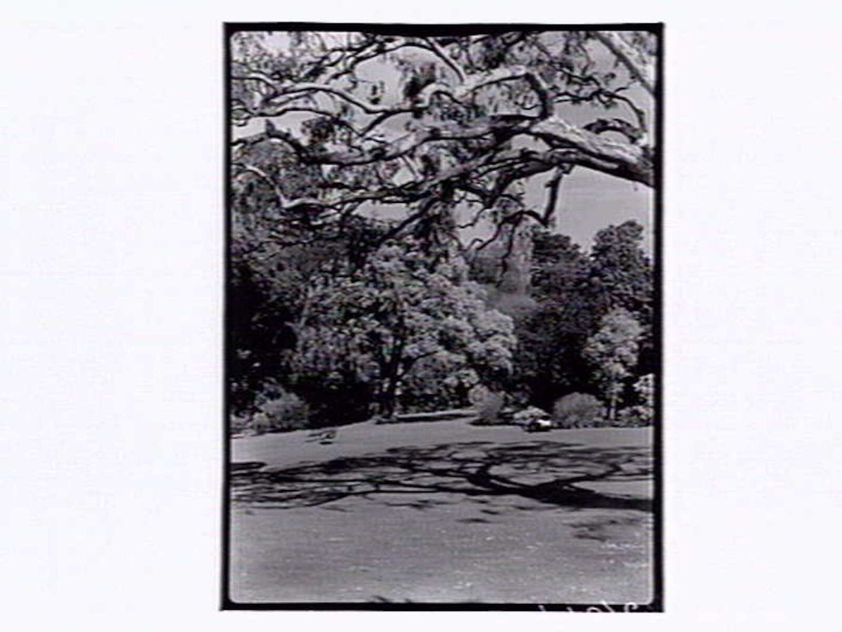 Botanic Gardens Melbourne, Melbourne City (1946)