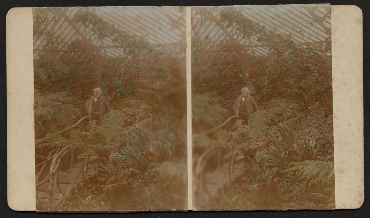 George Coppin in the fernery of his garden at Pine Grove, Richmond, Victoria (1904)