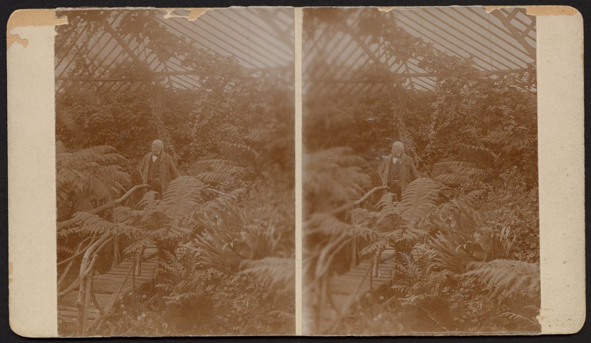 George Coppin in the fernery of his garden at Pine Grove, Richmond, Victoria (1904)