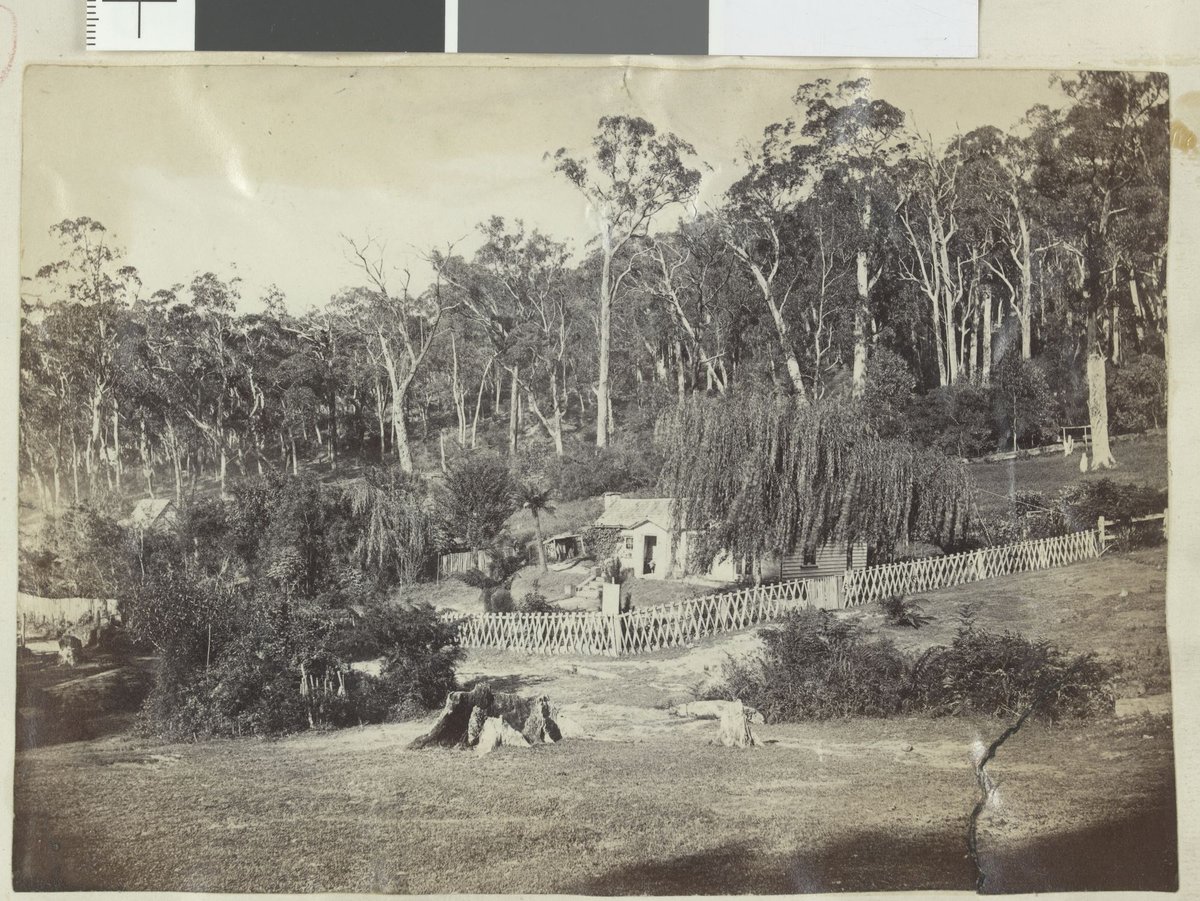 Dandenong State Forest at Fern-Tree Gully (1876)