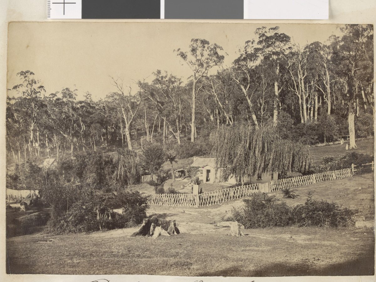 Dandenong State Forest at Fern-Tree Gully (1876)