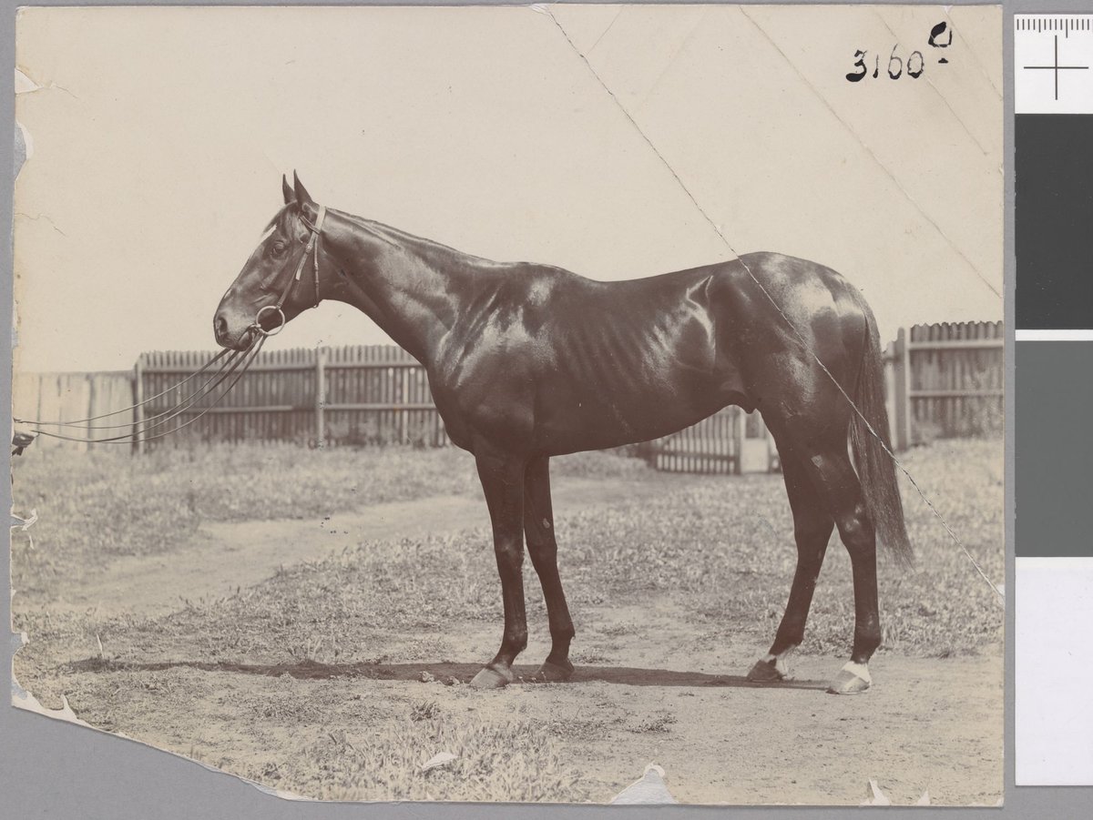 "Merriwee", winner of the Melbourne Cup 1899, Flemington