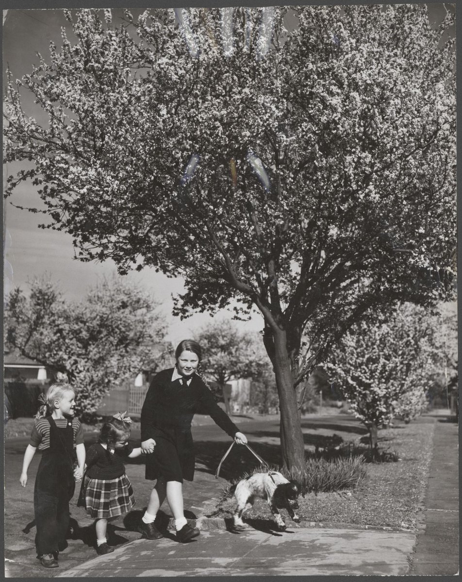 Three girls and a dog in Banool Street, Kew. The street is lined with flowering prunus trees (1949)