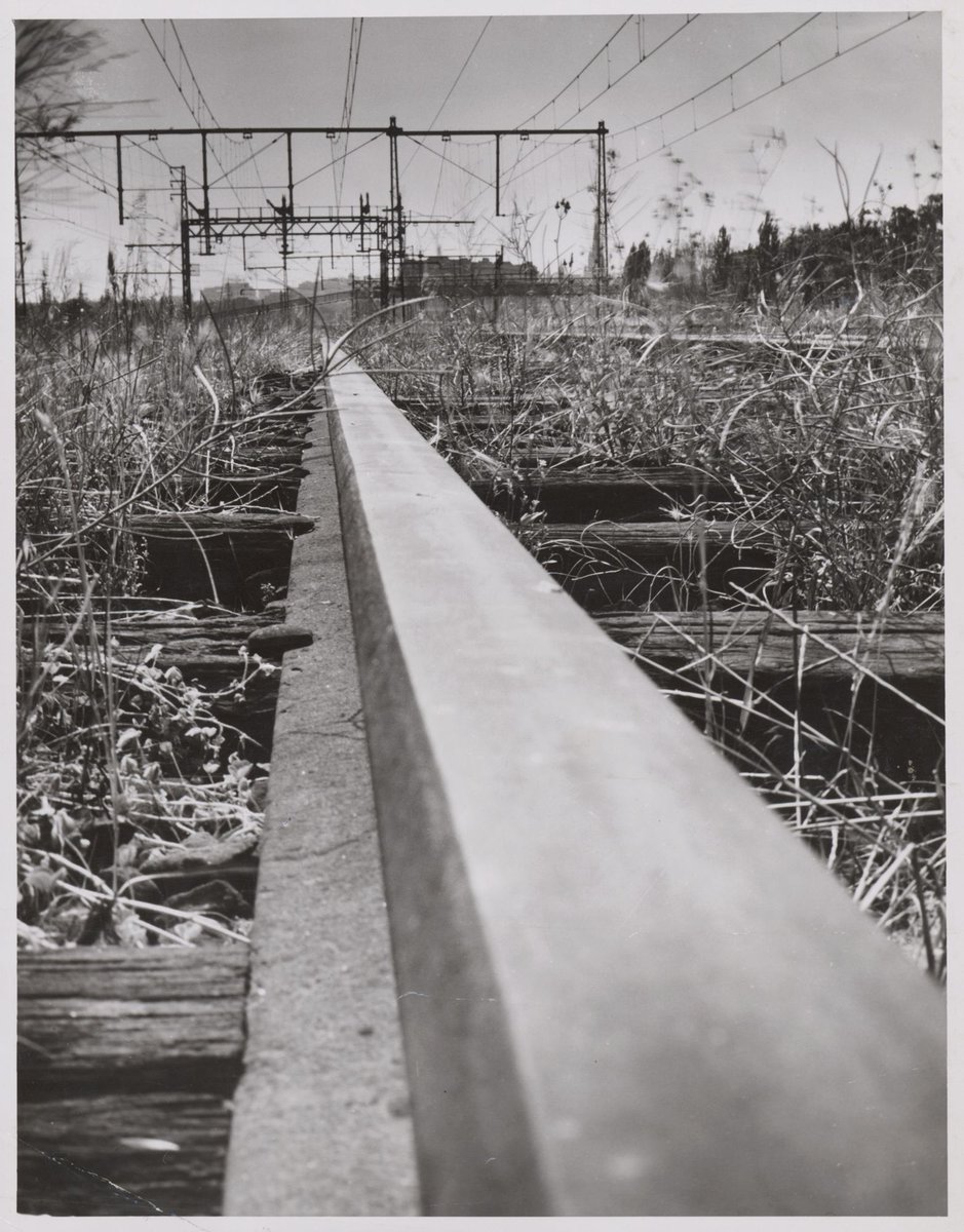 Weeds grow over rusty tram [railway?] lines in Richmond tram yards [during strike] (1950)