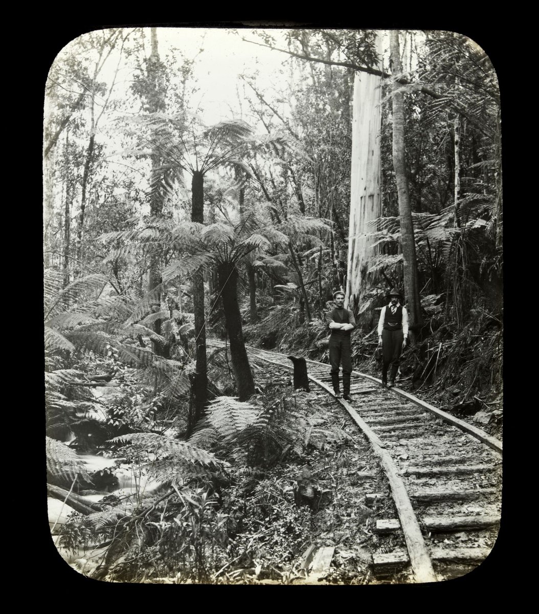 Timber railway tracks, possibly in the Dandenong Ranges, Victoria (1909)