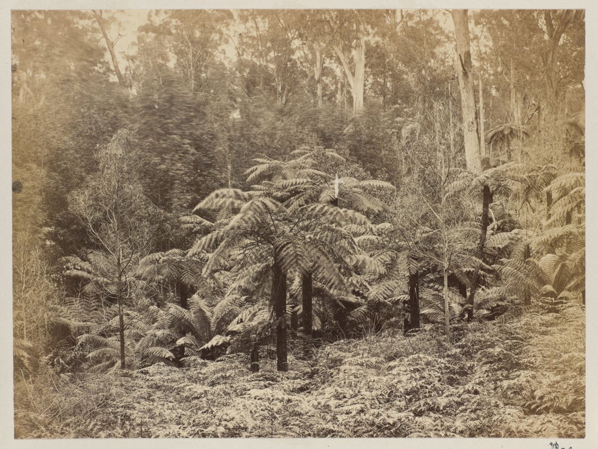 Vista of Fern Trees. [Melbourne] (1875)