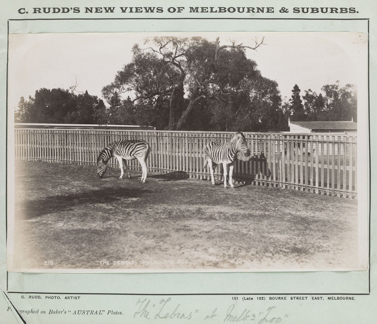 The 'Zebras' at 'Melbourne Zoo', Parkville (1887)