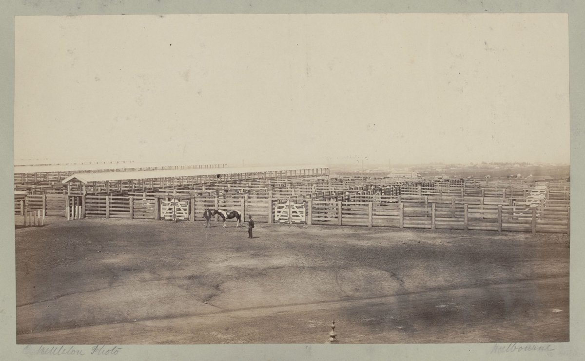 City Cattle Market at Flemington 1875 (1)