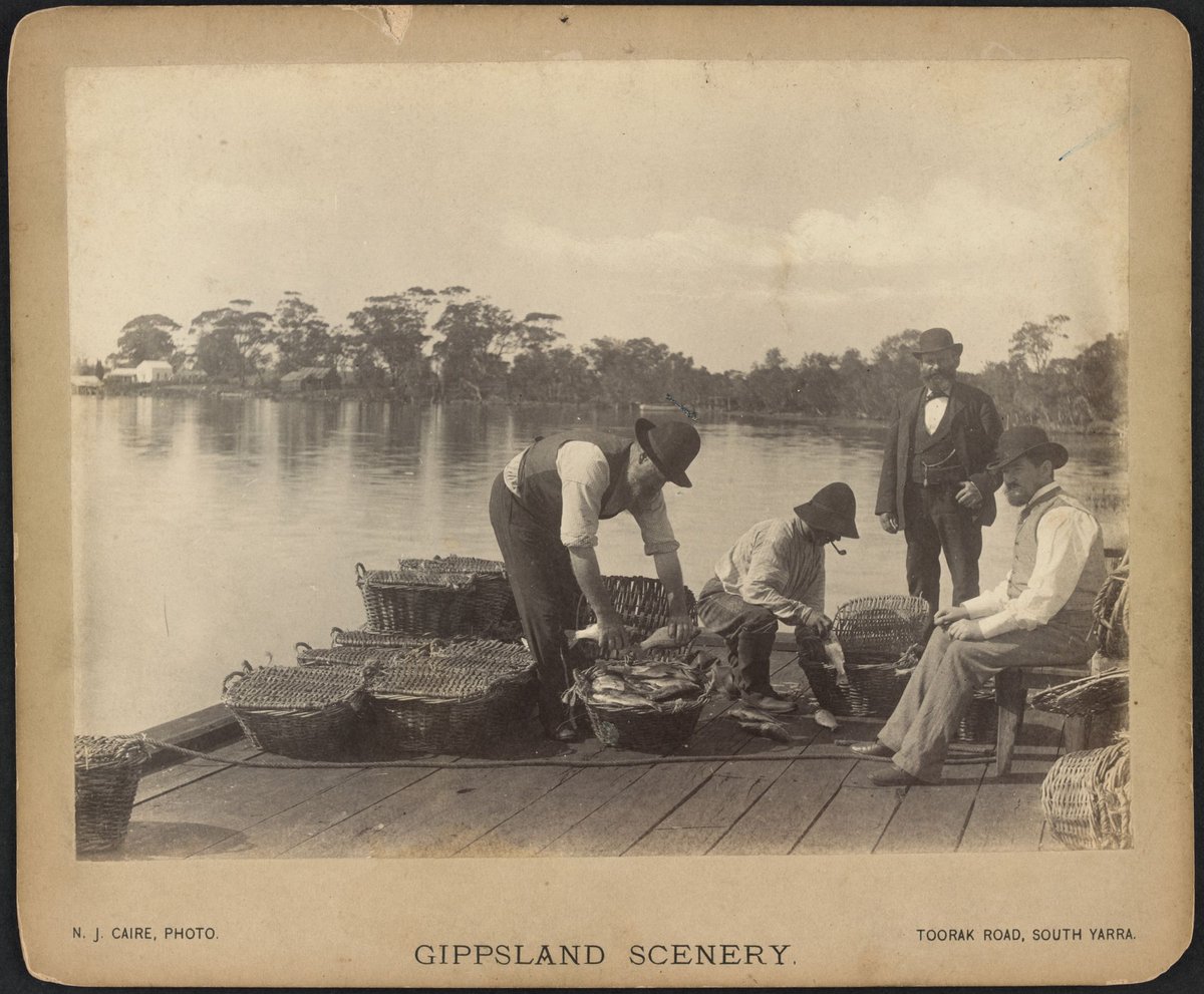 Packing Fish for Melbourne (c. 1886)