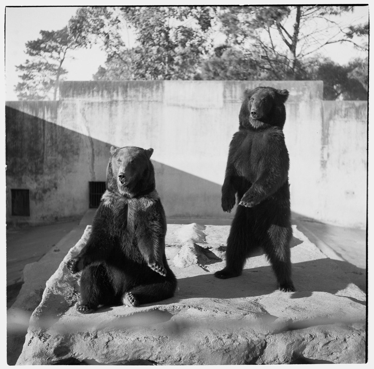 Two brown bears in their enclosure at Melbourne Zoo, Parkville (1953)