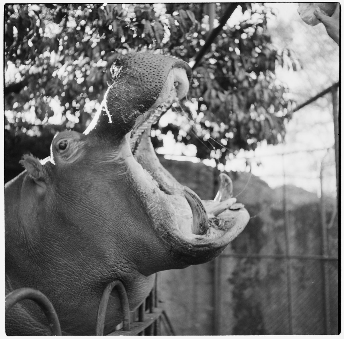 Hippopotamus at Melbourne Zoo, Parkville (1953)