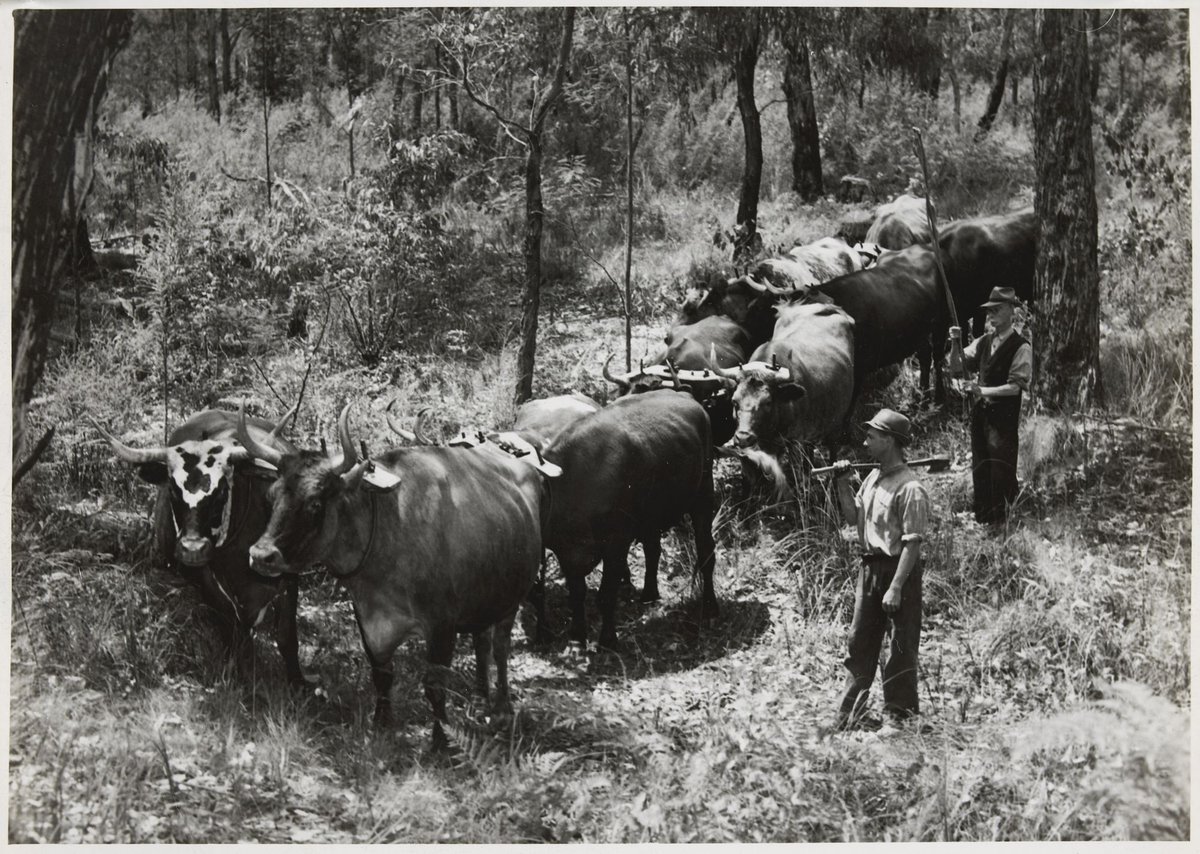 Mr. G. Lorimer and his son, with his team of bullocks hauling logs in the forest at Dixon's Creek, 32 miles from Melbourne (1950)