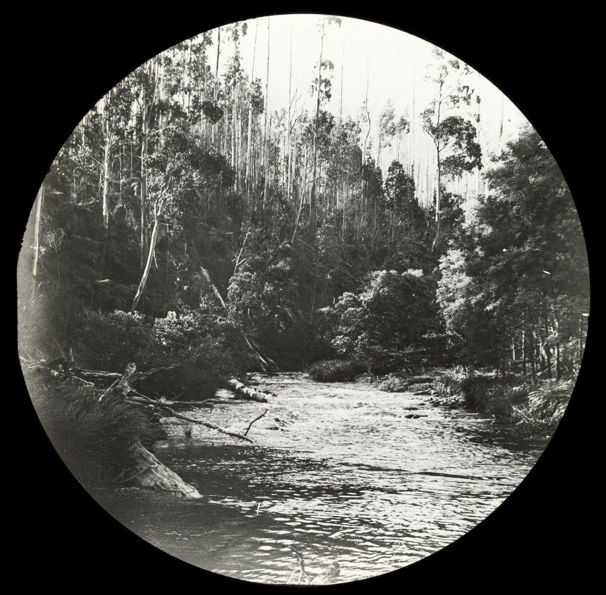 Yarra River, country Victoria (1909)