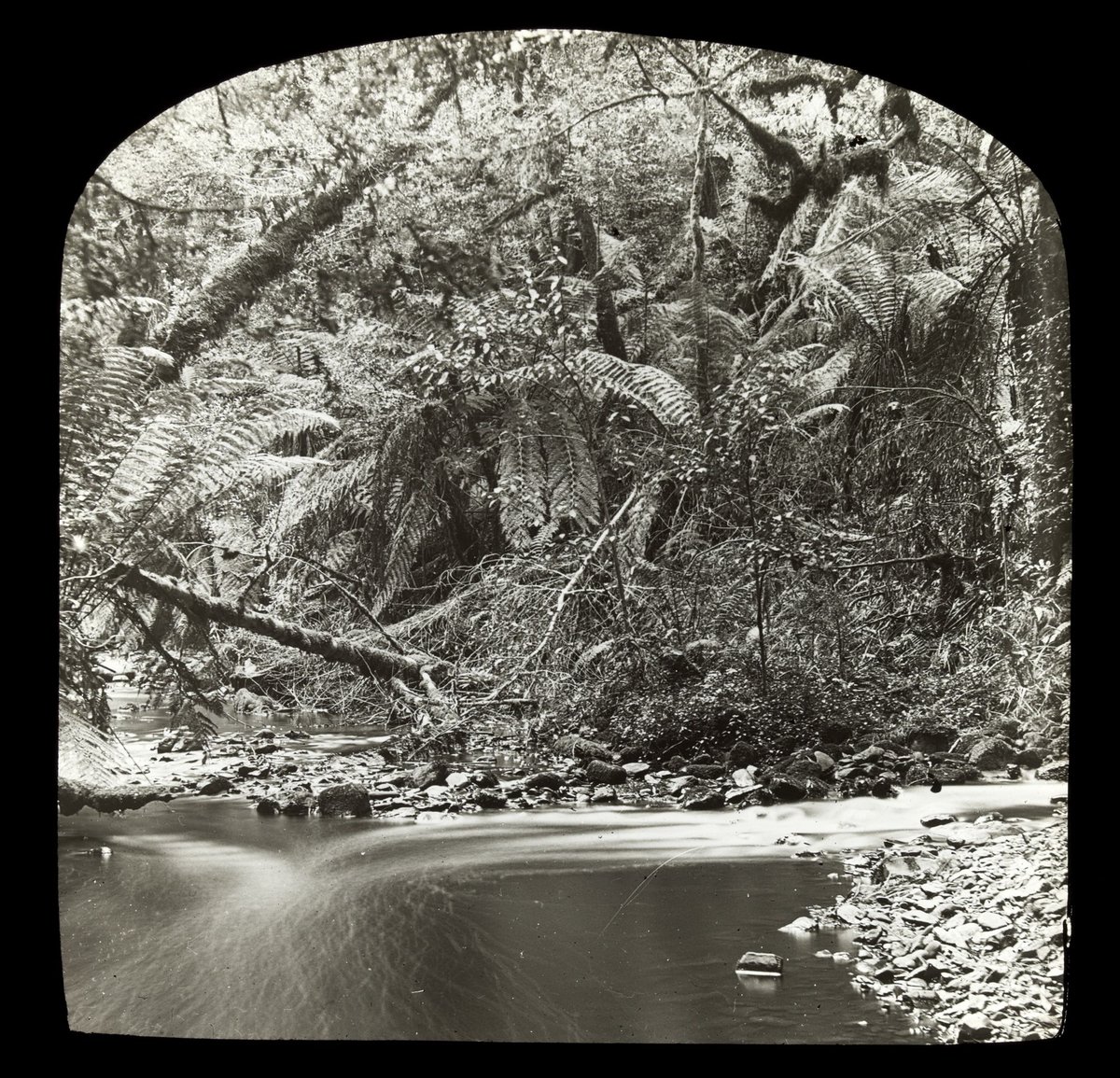Fork in section of Yarra River, in country Victoria (1909)