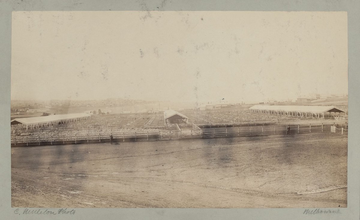 City Cattle Market at Flemington 1875 (3)