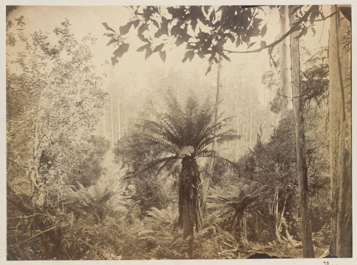 Dandenong State Forest (1875)