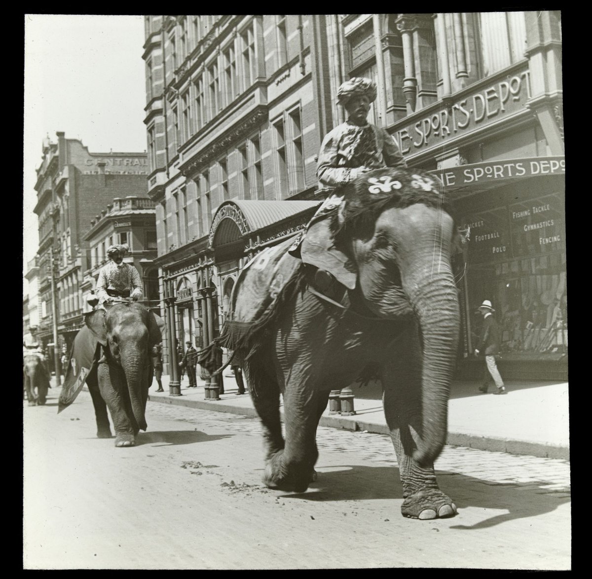 Procession of caparisoned elephants in Elizabeth Street, Melbourne, Melbourne City (1906–14)
