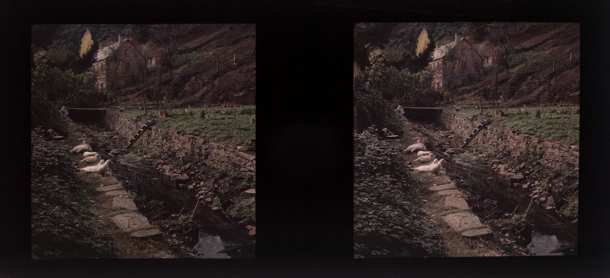 Ducks in the gardens of historic Windsor House, Walhalla (1940s)