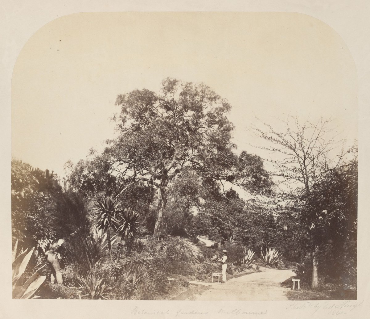 Botanical Gardens Melbourne, Melbourne City (c. 1861)