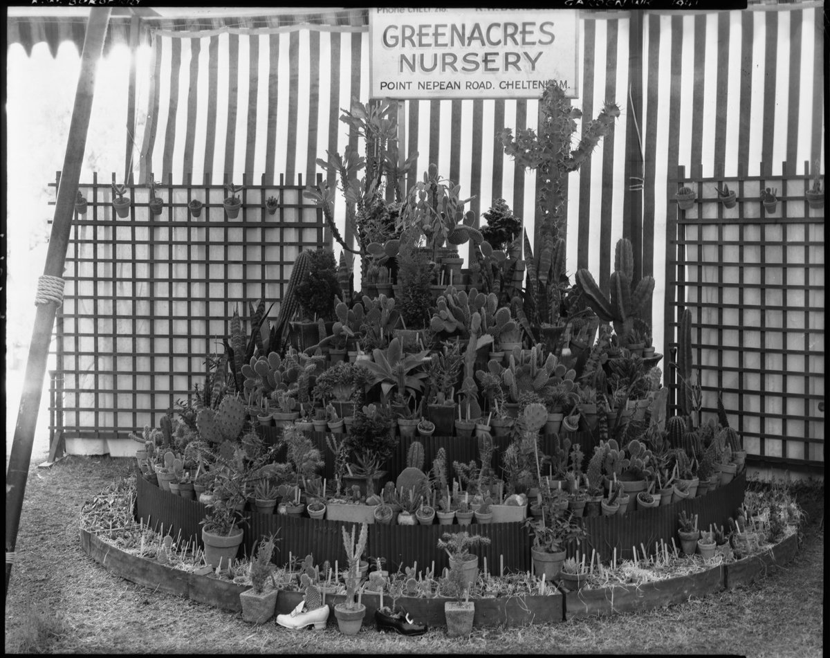 Greenacres Nursery tiered cacti and succulent plant stand display, Garden Week 1941, Cheltenham