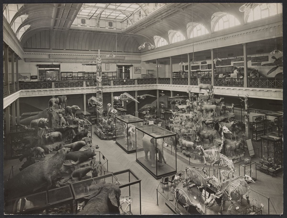 Display of animals and fossils in McCoy Hall, National Museum, Melbourne, Melbourne City (c. 1910)