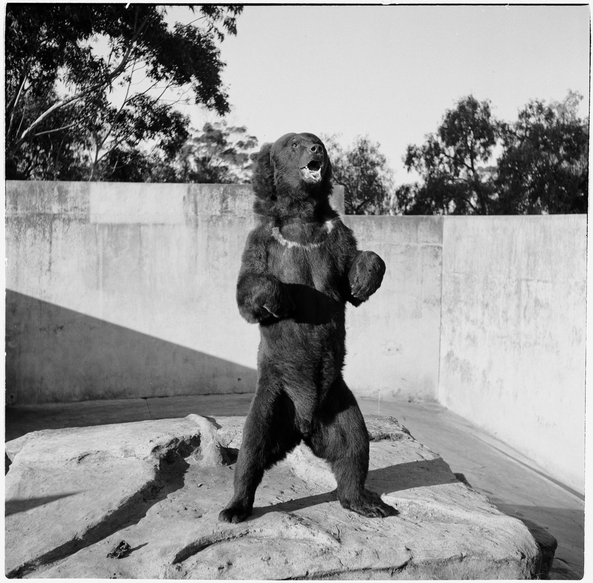 Brown bear standing with mouth open in enclosure at Melbourne Zoo, Parkville (1953)