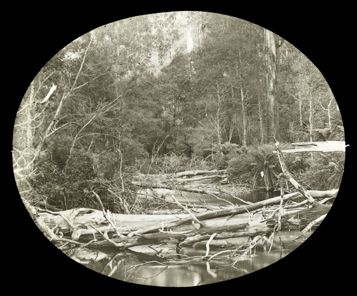Possibly Yarra River near it's source in the Yarra Ranges, Victoria (1909)