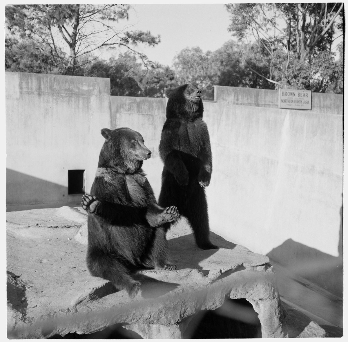 Brown bears sitting and standing in their enclosure at Melbourne Zoo, Parkville (1953)