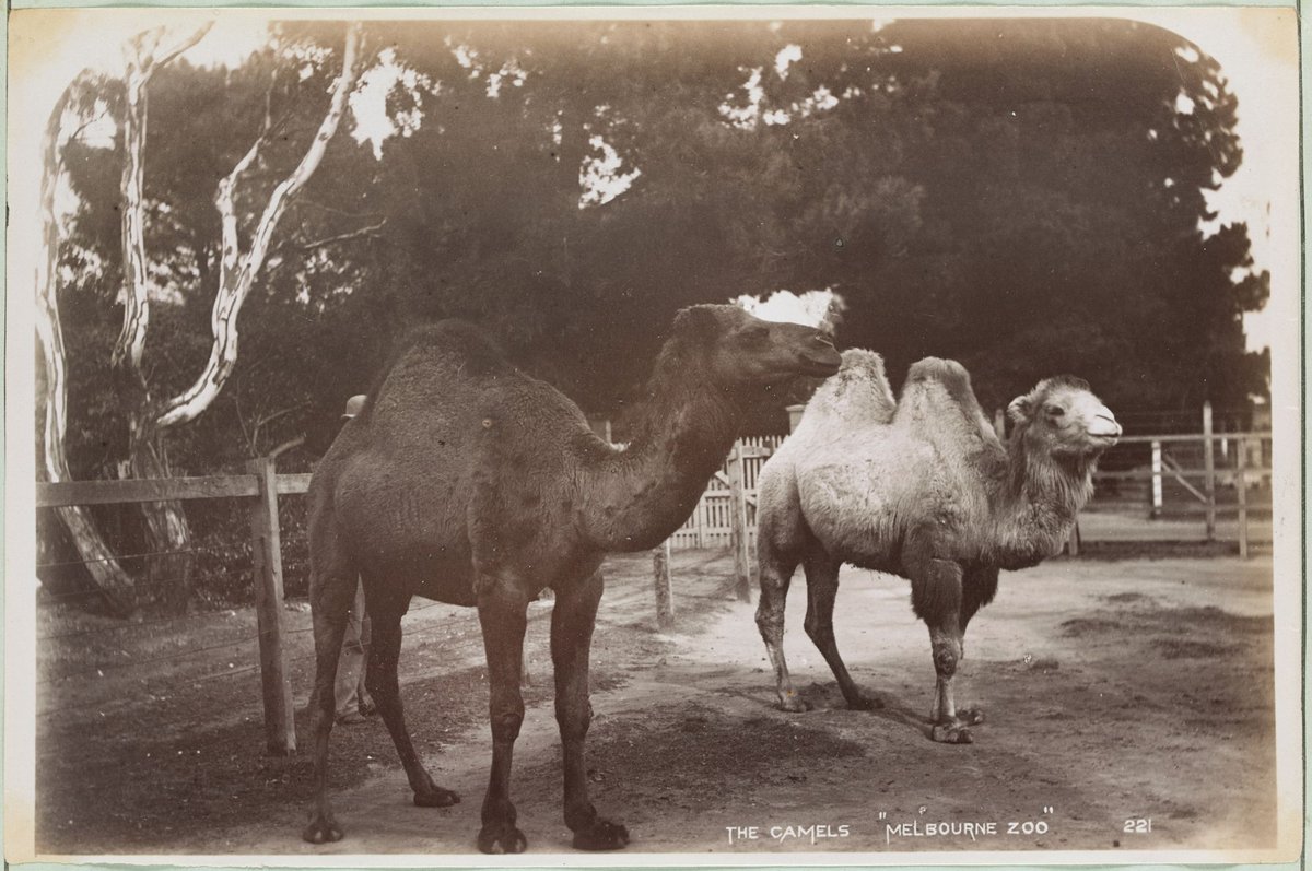 The Camels 'Melbourne Zoo', Parkville (1892–1900)
