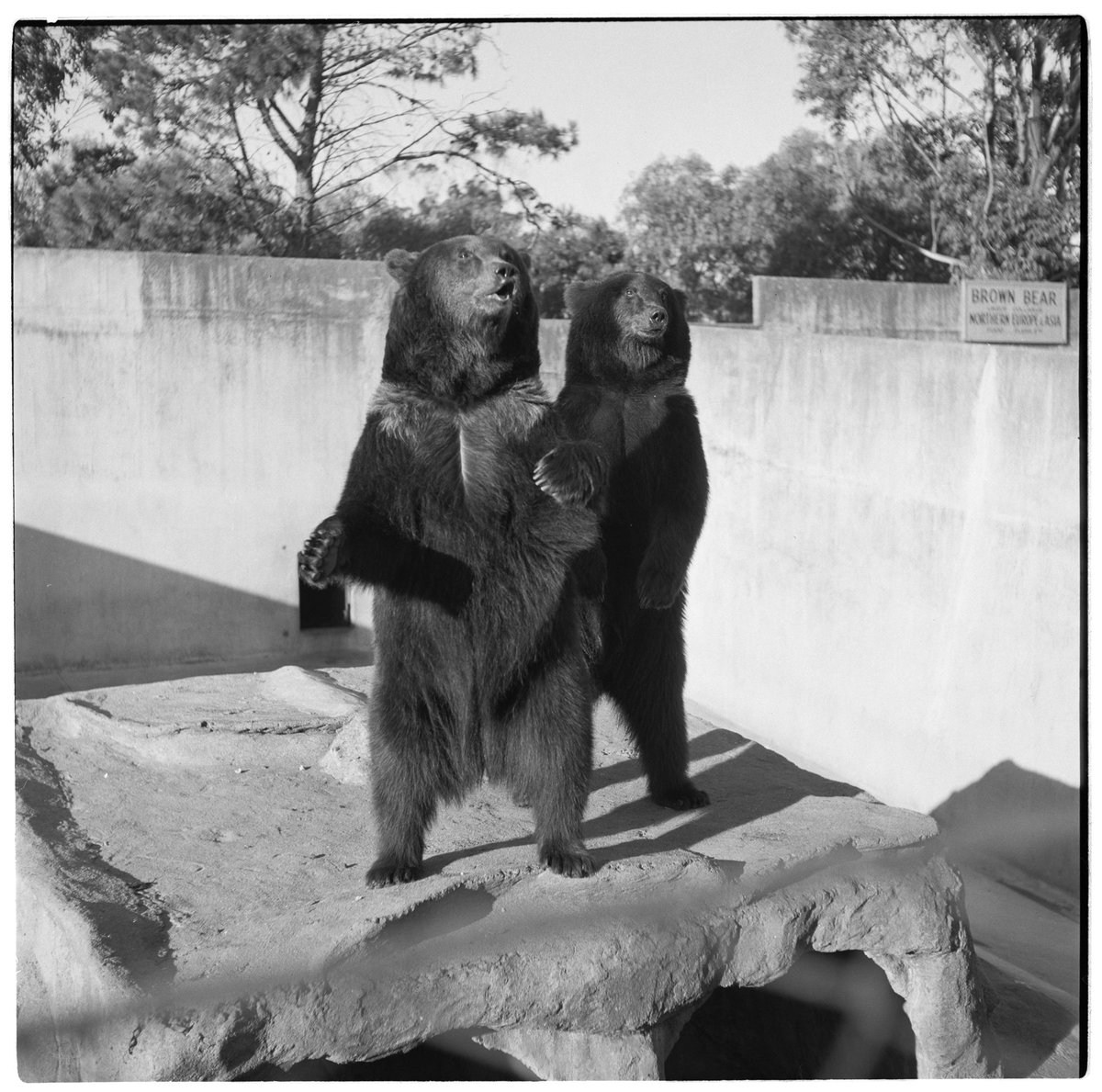 Two brown bears standing in their enclosure at Melbourne Zoo, Parkville (1953)
