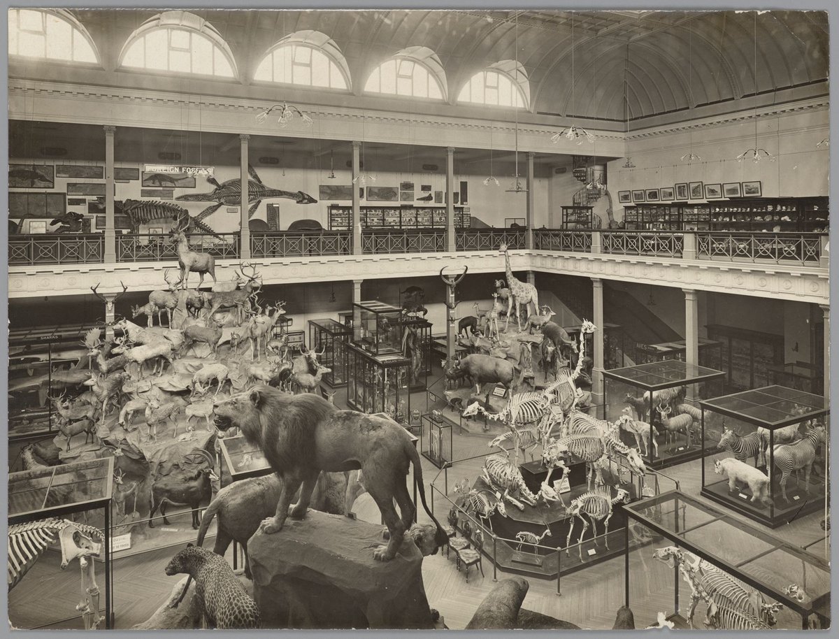 Display of animals and fossils in McCoy Hall, National Museum, Melbourne, Melbourne City (c. 1910)