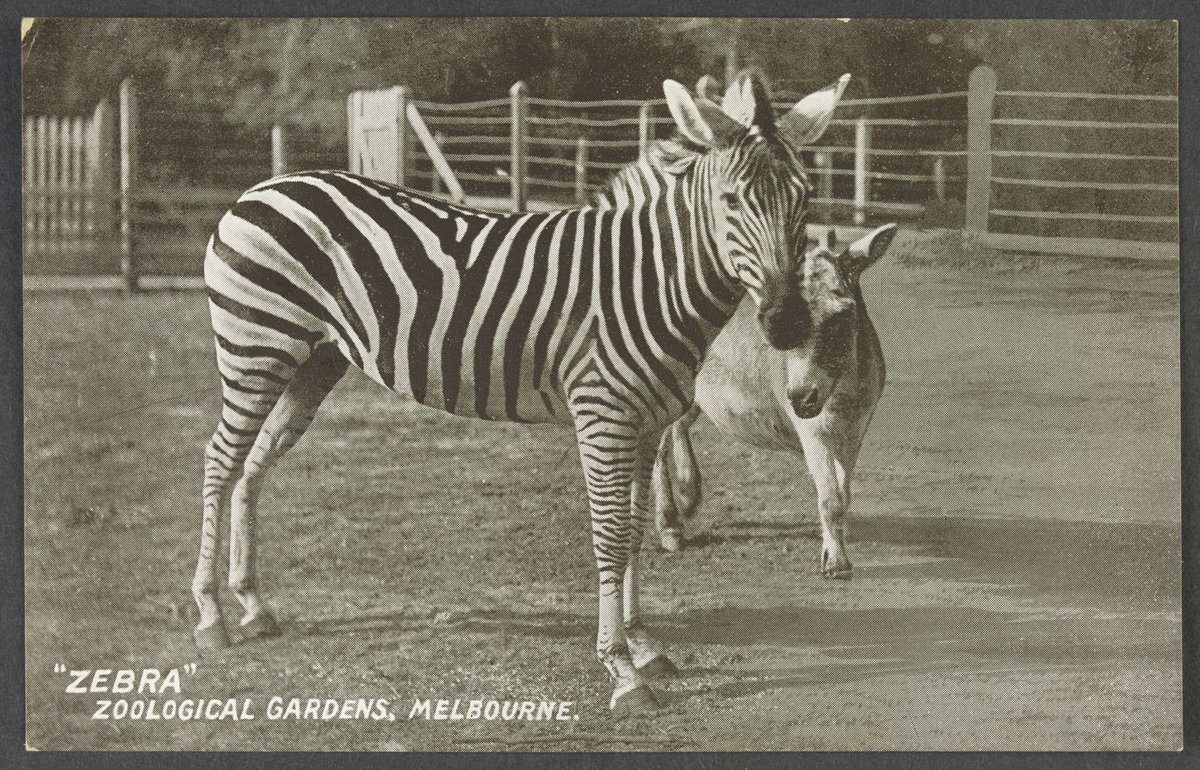 "ZEBRA" ZOOLOGICAL GARDENS, MELBOURNE, Parkville (c. 1906)