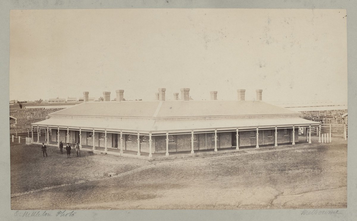 City Cattle Market at Flemington 1875 (2)