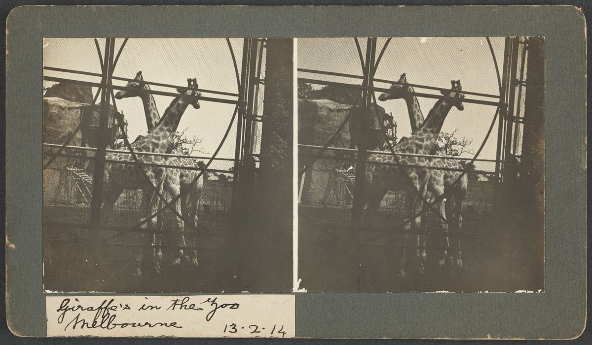 Giraffes in the Zoo, Melbourne (1914)