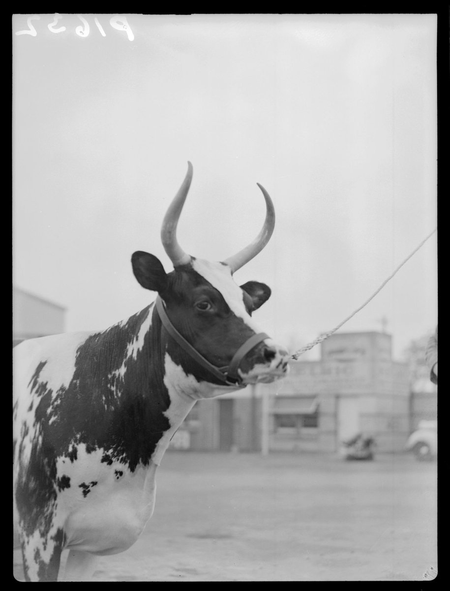 Ayrshire Cow "Burwood Rosette" "Ovensdale Biddies Lad" Royal Show (1946)