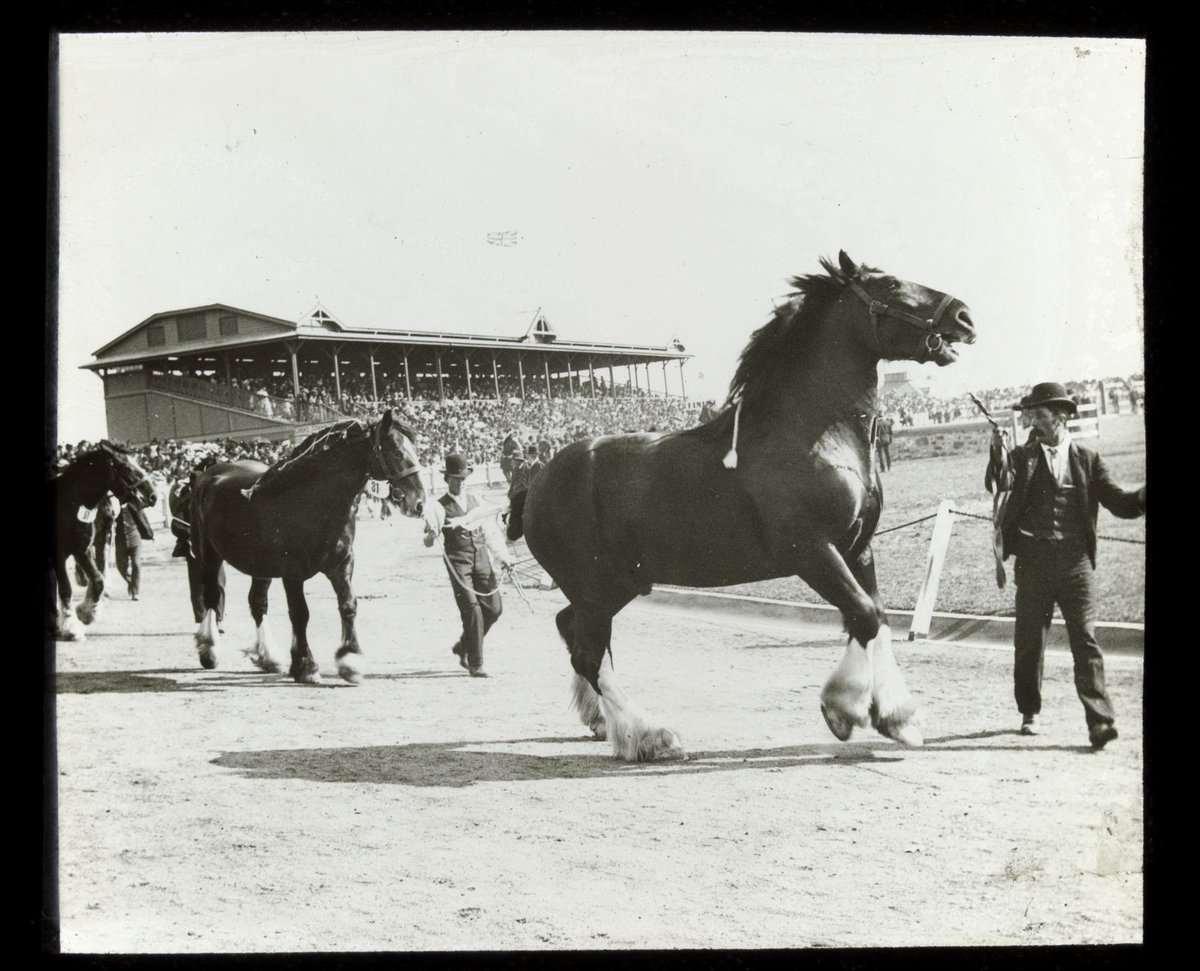 Clydesdales at the Royal Melbourne Show (1906–14)