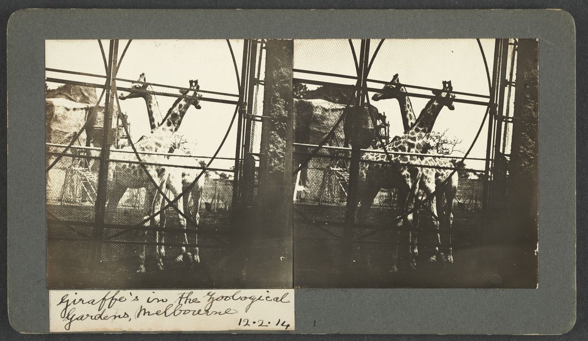 Giraffes in the Zoological Gardens, Melbourne, Parkville (1914)