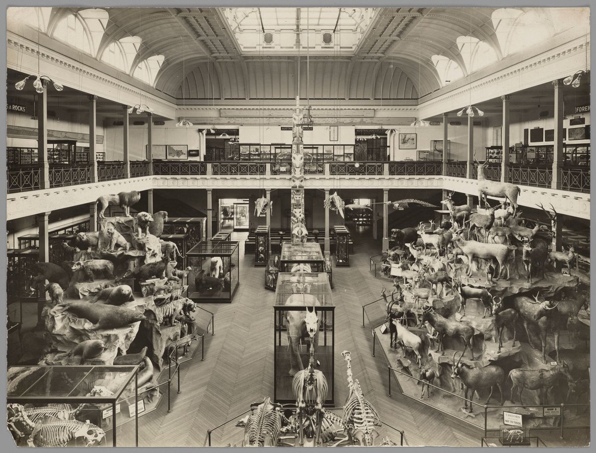 Display of animals in McCoy Hall, National Museum, Melbourne, Melbourne City (c. 1910)