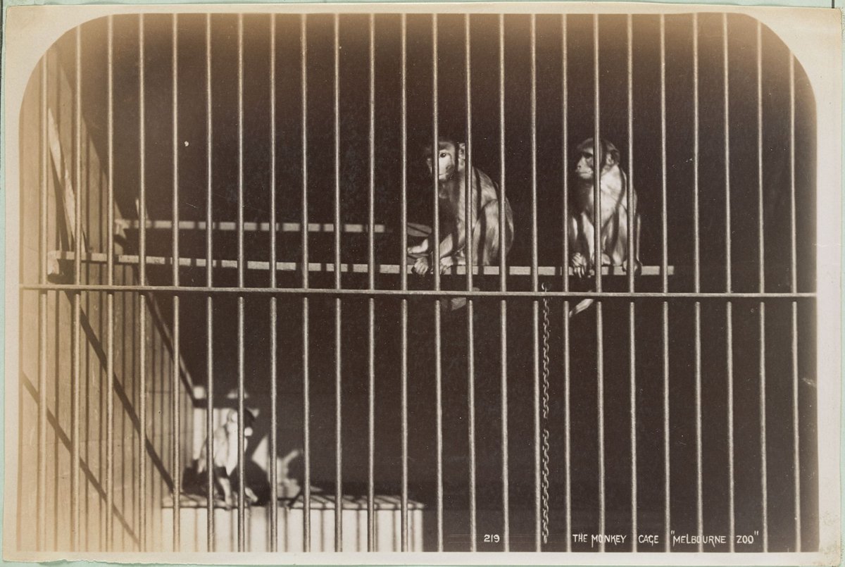 The Monkey Cage 'Melbourne Zoo', Parkville (1892–1900)