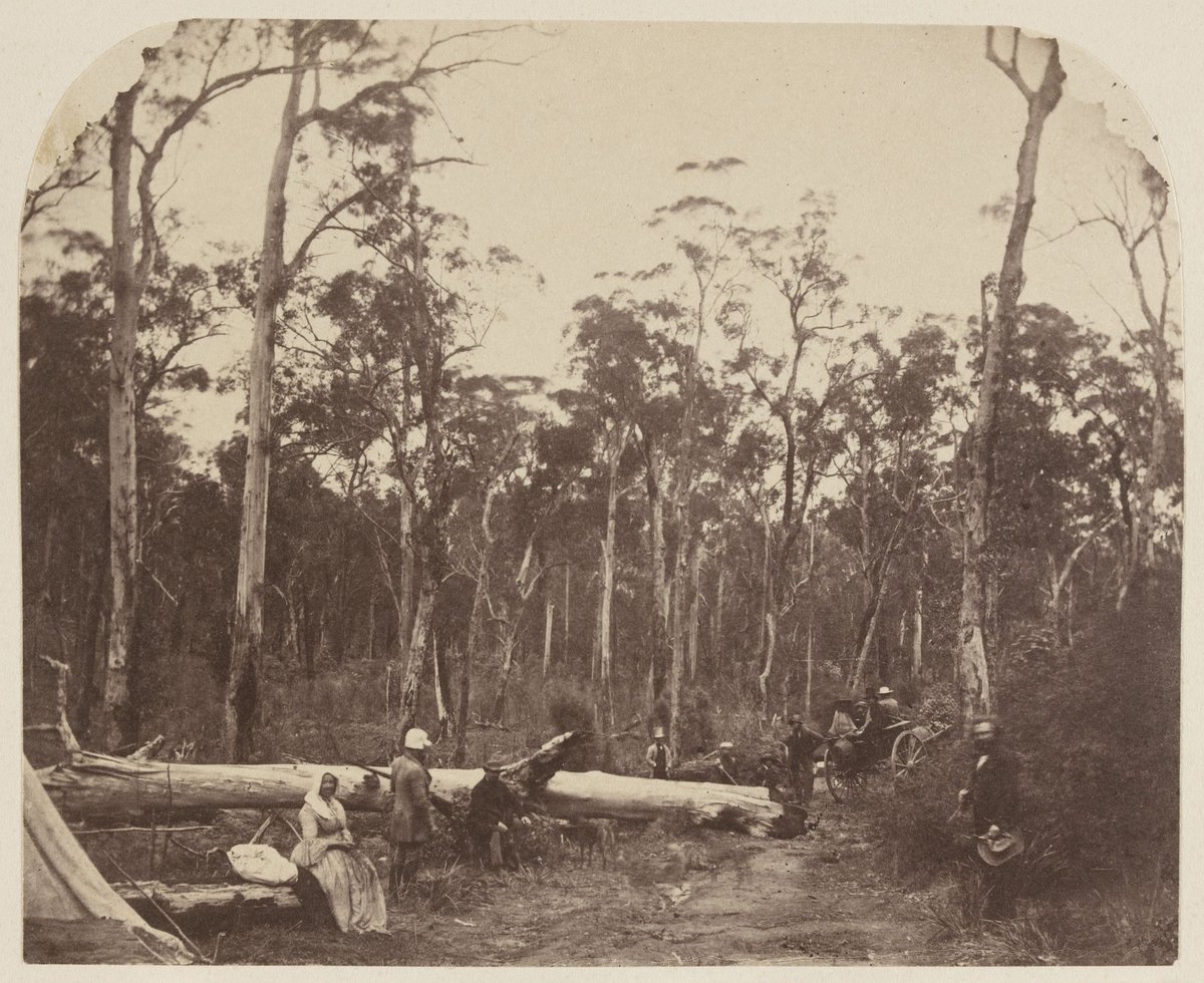 Picnic party. Dandenong Ranges (c. 1860)