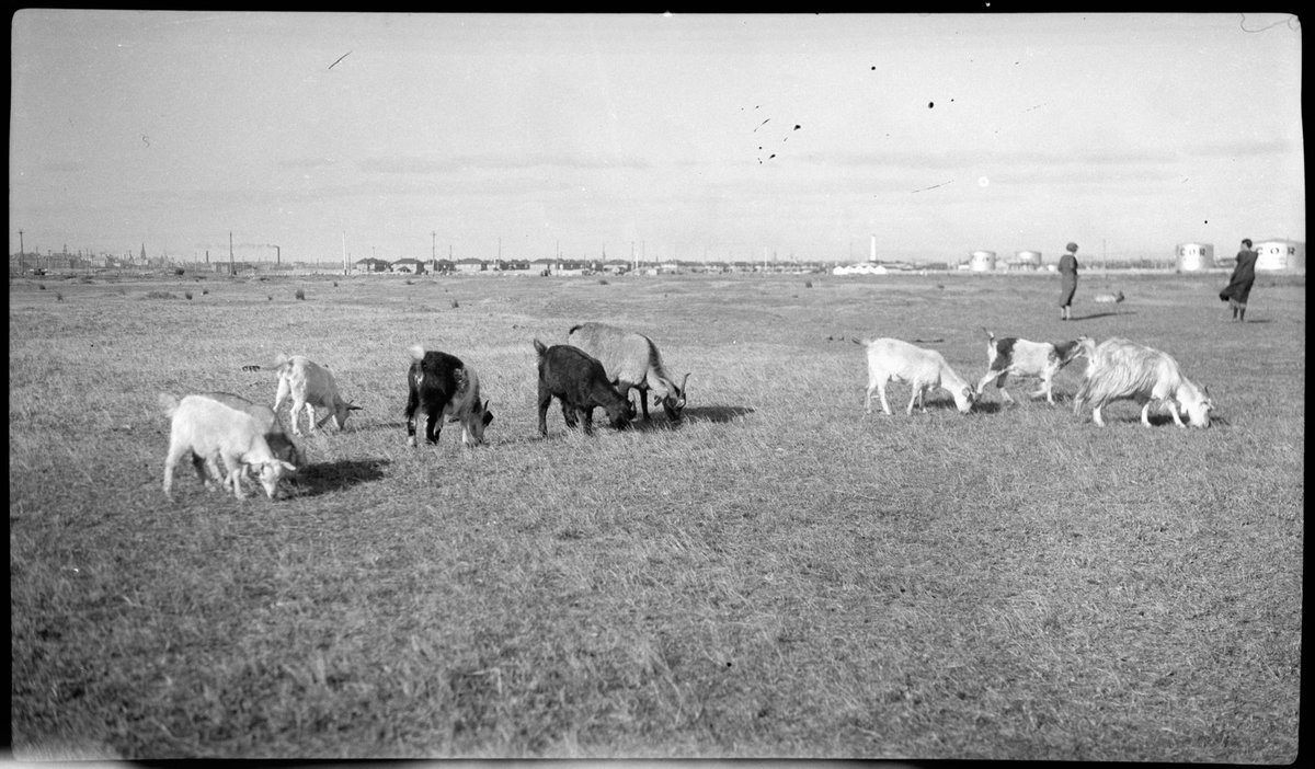 Goats grazing on vacant land, Port Melbourne (1934–35)