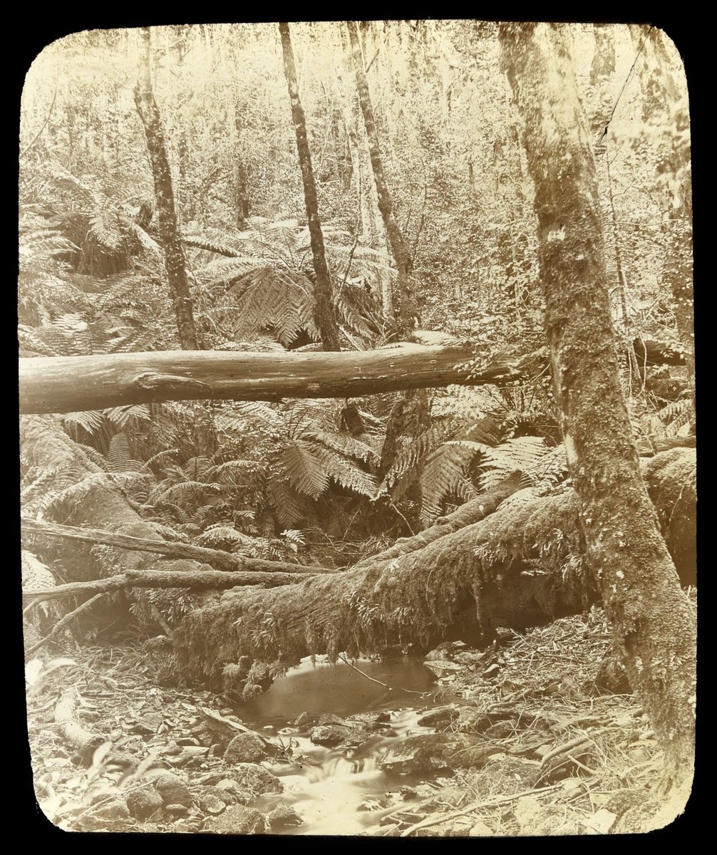 Source of the Yarra River, Yarra Ranges, Victoria (1909)
