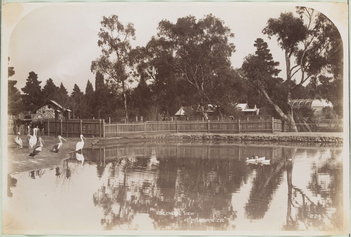 General View at 'Melbourne Zoo', Parkville (1892–1900)