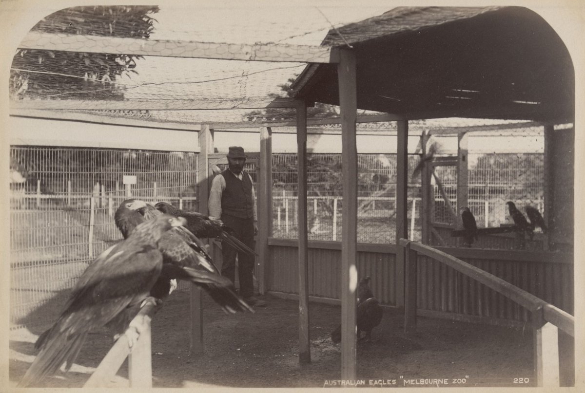 Australian Eagles "Melbourne Zoo", Parkville (c. 1893)