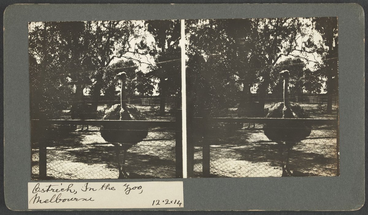 Ostrich, In the Zoo, Melbourne (1914)